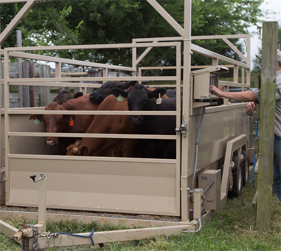 باسکول دامکش در صنعت دام و طیور
