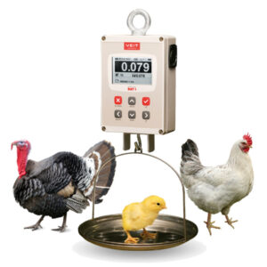 باسکول جوجه کشی