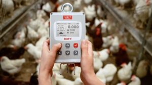 ترازوی هوشمند مرغداری