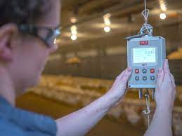 باسکول دام و طیور